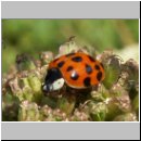 Harmonia axyridis - Asiatischer Marienkaefer 13.jpg